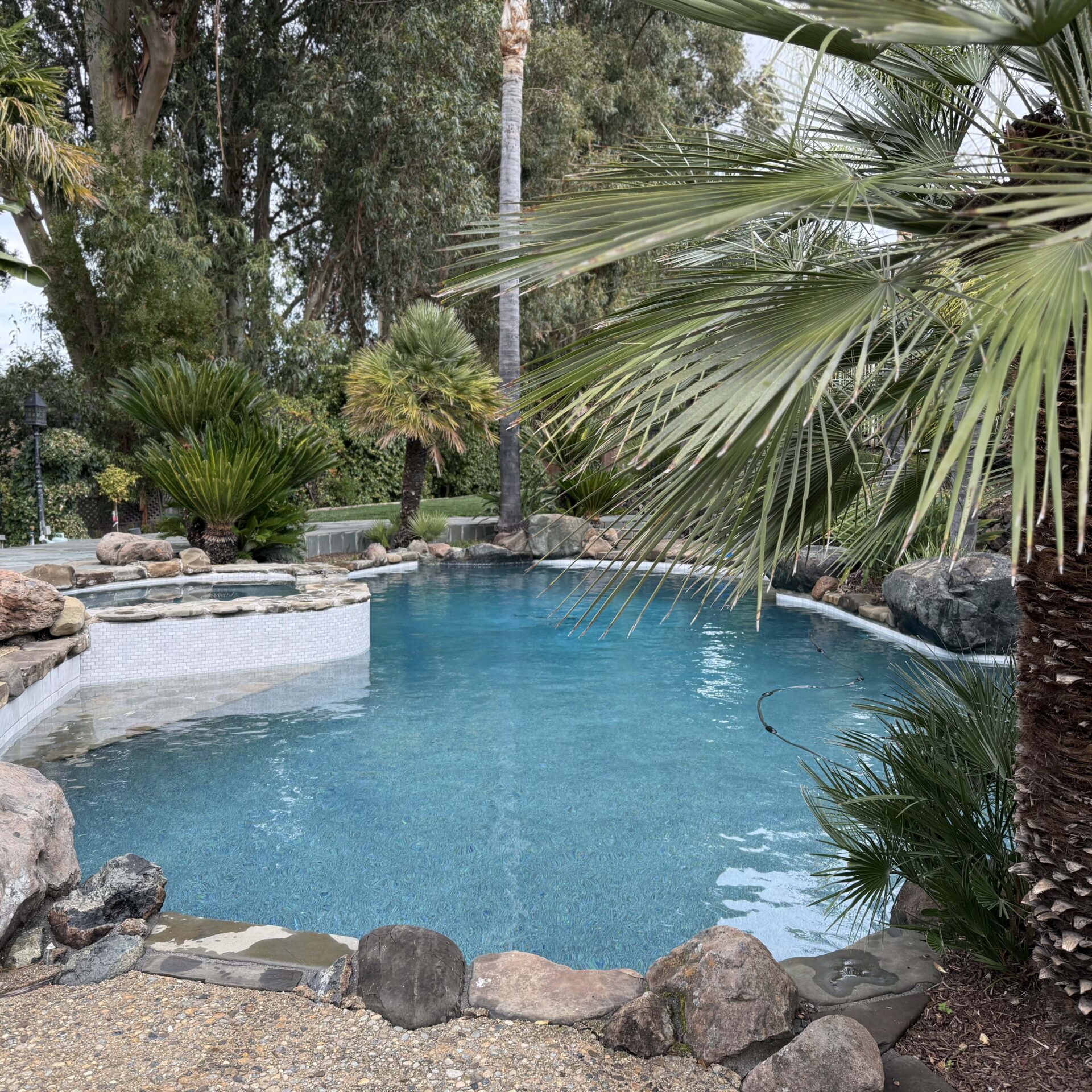 A serene backyard pool surrounded by palm trees and rocks, creating a tropical oasis with lush greenery and clear blue water.